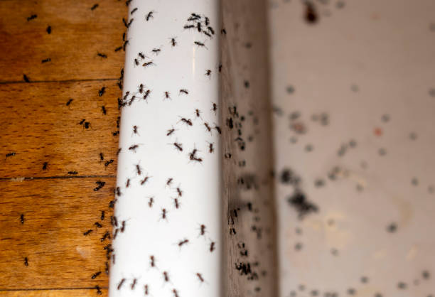  Omak, WA Pest Control Pros