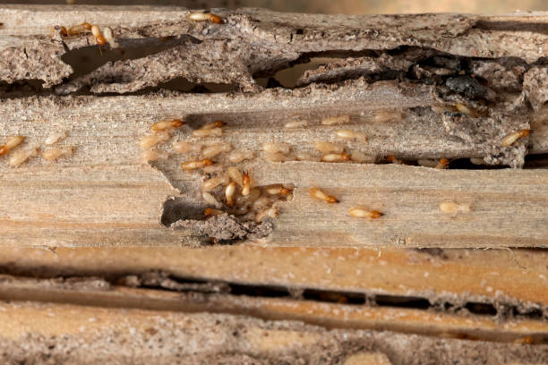 Best Mosquito Control Services  in Omak, WA