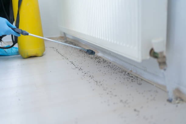 Best Wasp Removal Services  in Omak, WA