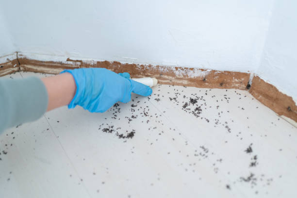 Best Pest Control Near Me  in Omak, WA