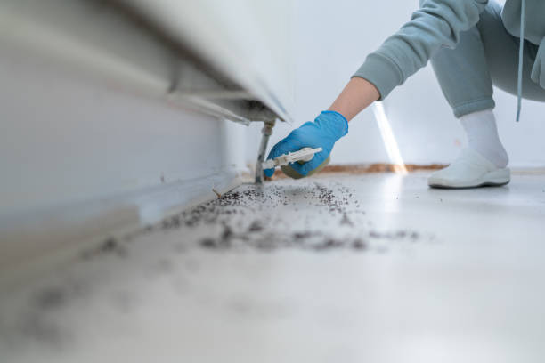 Best Termite Control Services  in Omak, WA